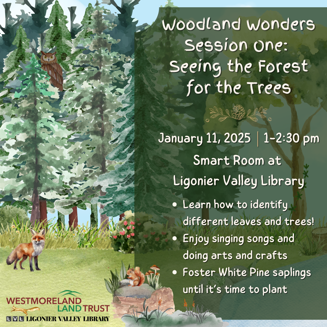 Woodland Wonders: Session 1